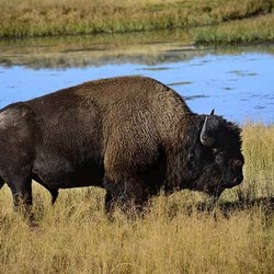 Turis Diseruduk Bison Usai Memotret