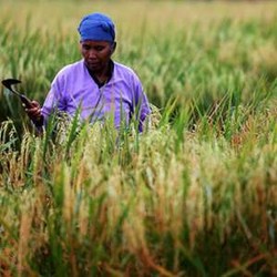 Kejar Swasembada Pangan, Nasib Tenaga Penyuluh Terabaikan