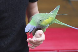 Pelihara Burung Beo, Pria Ini Malah Ketularan Demamnya