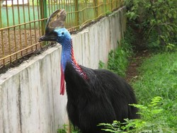 Serunya Akhir Pekan di Kebun Binatang Medan