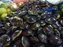 Harga Jengkol Tembus Rp 70.000/Kg, Meroket 100%,