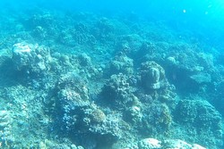 Begini Indahnya Alam Bawah Laut Amed di Bali