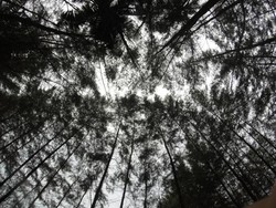 Bangka Botanical Garden, Oase di Pulau Bangka