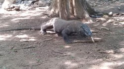 Asal Mula Komodo Bernama Orah, Dilahirkan oleh Putri Naga