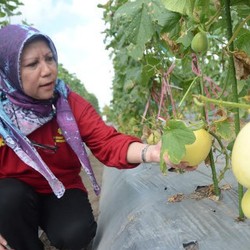 RI Kaya Benih Melon, Diburu Jepang Hingga Korea Selatan