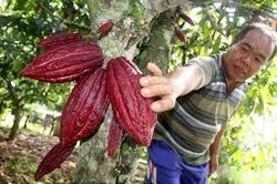 RI Berambisi Jadi Produsen Kakao No. 1 Dunia