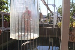 Mimpi Buruk Turis di Australia, Terjebak di Kandang Buaya