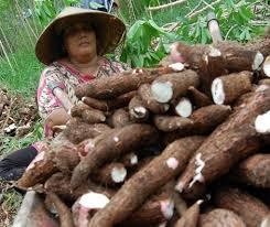 RI Masih Impor Singkong, Untuk Apa?