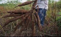 Ini yang Bikin RI Rajin Impor Singkong Tiap Tahun