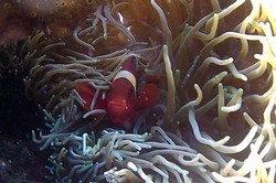 Indahnya Pesona Bawah Laut Donggala di Sulteng