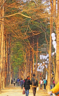 Di Balik Romantisme Winter Sonata, Ini Cerita Mengharukan dari Nami Island