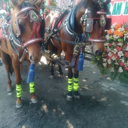 Kisah Putri Istana dan Aura, Kuda Terpilih Penarik Kereta Selvi Ananda