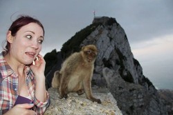 Turis Cantik Selfie Diganggu Monyet di Gibraltar
