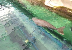 Bertemu 2 Dugong Tukang Kentut di SEA LIFE Sydney