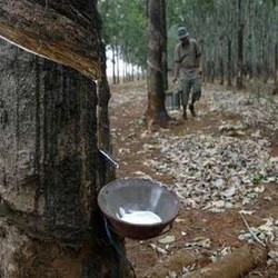 Harga Karet Anjlok, Ini Dampaknya ke Petani