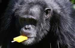 Ketika Simpanse Makan Es Loli Saat Kepanasan