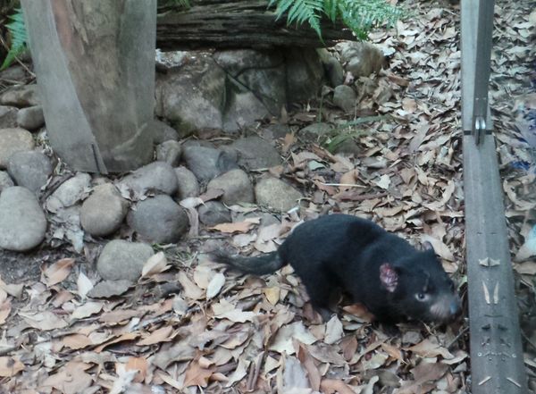 Inilah Aneka Hewan Khas Australia di WILD LIFE Sydney