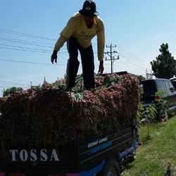 Blusukan ke Brebes, Mentan Amran Borong Bawang Merah 20 Ton