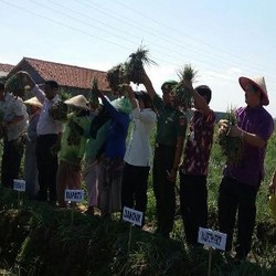 Di Tengah Kebun Bawang Merah, Mentan Amran Tantang Bupati Brebes