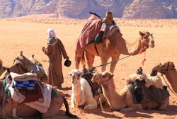 Anak Unta Dituding Jadi Kunci Sumber Penyebaran MERS