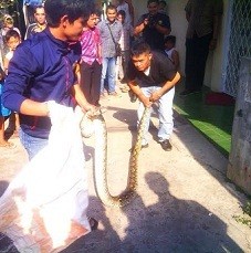 1 Bulan, Warga Tangkap 2 Ular Sanca di Dekat Gedung Pakuan