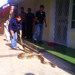 Cerita Warga Soal Penampakan Ular Tiap Malam Jumat di Dekat Gedung Pakuan
