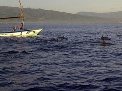 Risers Ditemani Kawanan Lumba-lumba di Laut