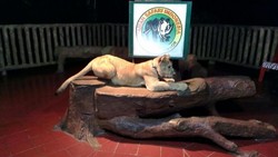 Berani Coba Safari Night di Bogor?