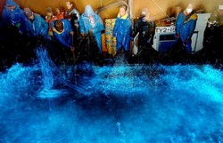 Hewan Unik di Jepang, Cumi-cumi Menyala Dalam Gelap