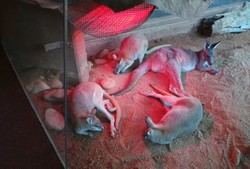 Begini Gaya Kanguru Sedang Santai di Sydney