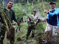 BNN dan Kodim Gayo Luwes Temukan 3,5 H Ladang Ganja