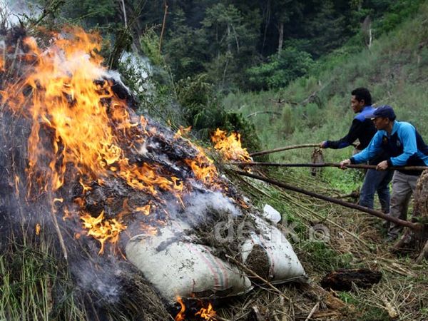 BNN Musnahkan Ladang Ganja di Gayo Lues BNN Musnahkan Ladang Ganja di Gayo Lues