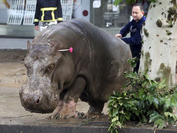 Banjir di Georgia, Kuda Nil Berkeliaran