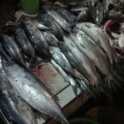 Ini Cara Menteri Susi Bantu Pasok Ikan Saat Puasa dan Lebaran