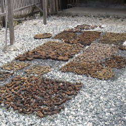 Untuk Obat Kuat, Teripang dari RI Laris Manis di Australia hingga China