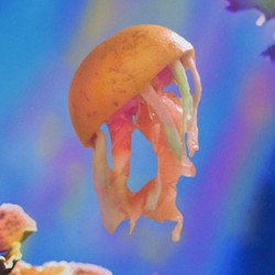 Bekicot dan Ubur-ubur RI Laku di Jepang Hingga ke AS