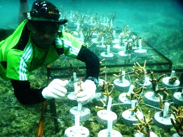 Marinir Tanam Terumbu Karang