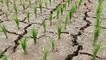 Korea Utara Menghadapi Kekeringan Terburuk