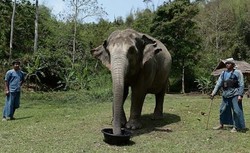 Sedang Makan di Pinggir Pantai, Turis Thailand Tewas Diserang Gajah