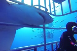 Sedikit Lagi, Penyelam Jadi Santapan Hiu di Guadalupe Island