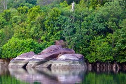 Bintan Mangrove, Destinasi Keren untuk Anak Muda di Bintan
