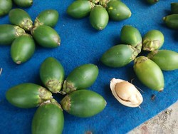 Pinang, Pasta Gigi Khas Papua