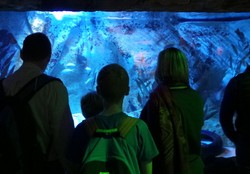 Belajar Dunia Laut di Sydney SEA LIFE Aquarium
