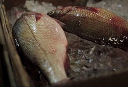 Food Crimes, Serial Baru Dokumenter Tayangkan Investigasi Kejahatan Makanan