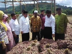Mentan Berburu Bawang Merah di Bima, Borong 2 Ton Cuma Rp 6.000/Kg