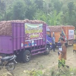 Mentan Kaget Bawang di Bima Rp 7.000/Kg, Sampai Pasar Rp 30.000/Kg