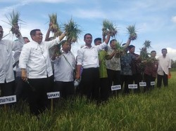 Panen Bawang Merah di Bima, Mentan: Harga Rp 8.000 Tak Perlu Impar-impor