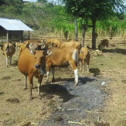 Sapi dari Peternak NTB Rp 7 Juta/Ekor, Sampai Jakarta Rp 13 Juta/Ekor