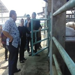 Blusukan ke Penggemukan Sapi, Ini Pesan Gobel ke Pengusaha