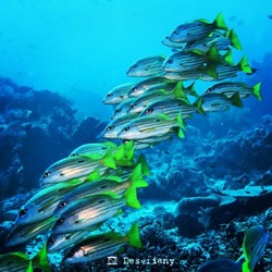 Warna-warni Bawah Laut Pulau Komodo